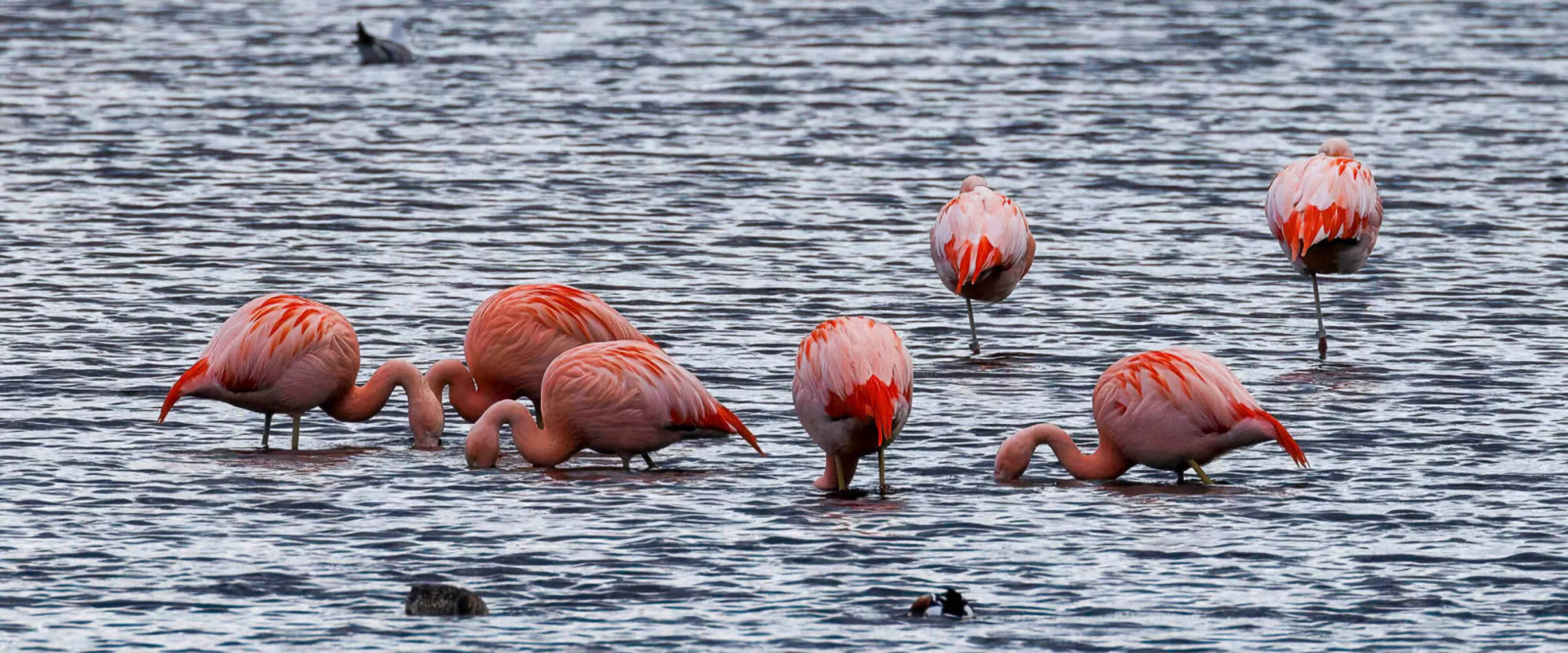 Flamingo's Zwillbrock